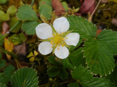 Fragaria nilgerrensis, photographed by Eugene Popov