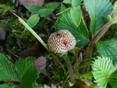 Fragaria nilgerrensis, photographed by Eugene Popov