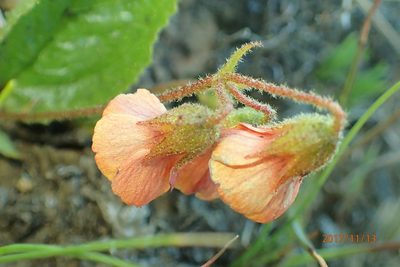 Hermannia cristata, photographed by Peter Warren