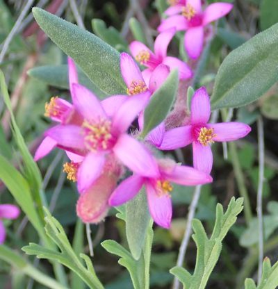 Tetragonia rosea, photographed by Peter Warren