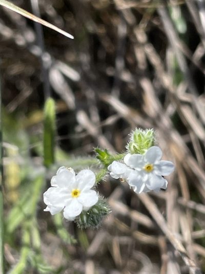 Cryptantha kinkiensis, photographed by Sula Vanderplank