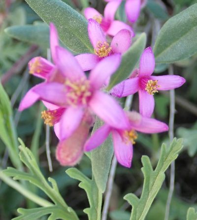 Tetragonia rosea, photographed by Peter Warren