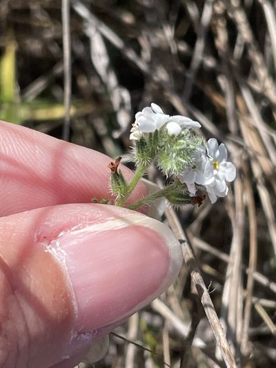 Cryptantha kinkiensis, photographed by Sula Vanderplank