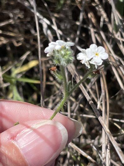 Cryptantha kinkiensis, photographed by Sula Vanderplank