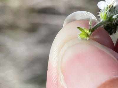 Cryptantha kinkiensis, photographed by Sula Vanderplank