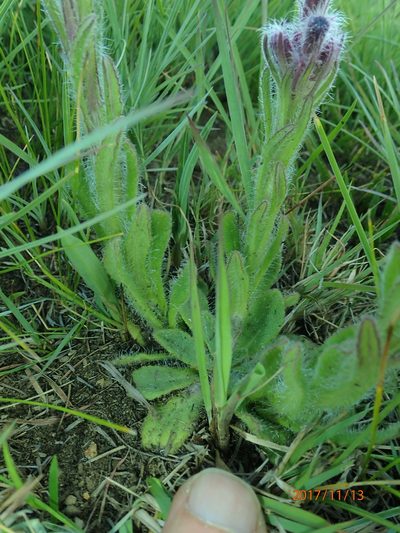 Senecio barbatus, photographed by Peter Warren