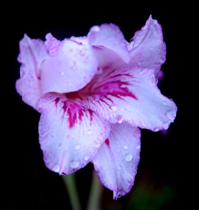 Gladiolus roseovenosus, photographed by Di Turner