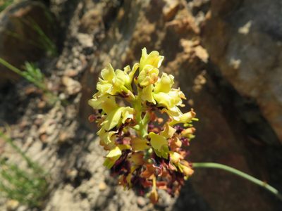 Tritoniopsis parviflora, photographed by linkie