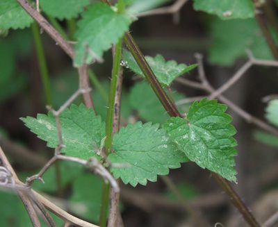 Urtica chamaedryoides, photographed by Robert Webster