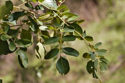 Bobgunnia madagascariensis, photographed by i_c_riddell