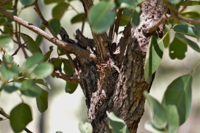 Bobgunnia madagascariensis, photographed by i_c_riddell