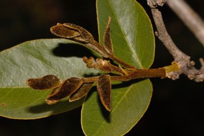 Bobgunnia madagascariensis, photographed by i_c_riddell