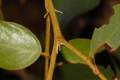 Bobgunnia madagascariensis, photographed by i_c_riddell
