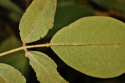 Bobgunnia madagascariensis, photographed by i_c_riddell