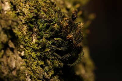 Pulvigera lyellii, photographed by Stephen James McWilliam