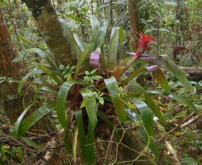 Guzmania lingulata, photographed by J. L. Gómez-Hechavarría