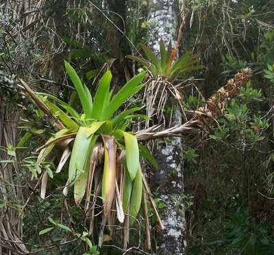 Cipuropsis capituligera, photographed by J. L. Gómez-Hechavarría