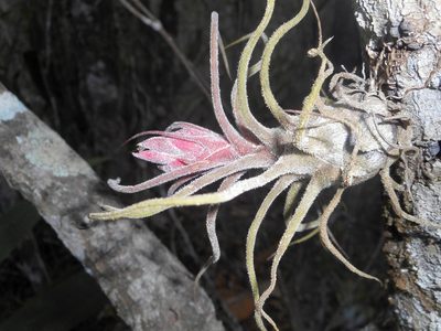 Tillandsia pruinosa, photographed by J. L. Gómez-Hechavarría
