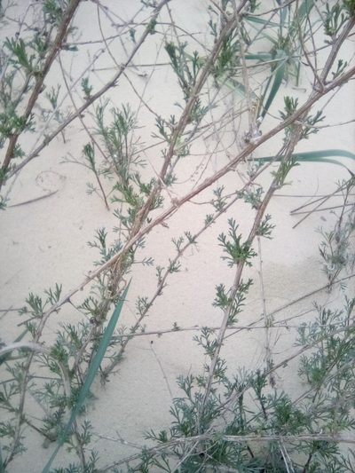 Artemisia arenaria, photographed by Михаил Орлов