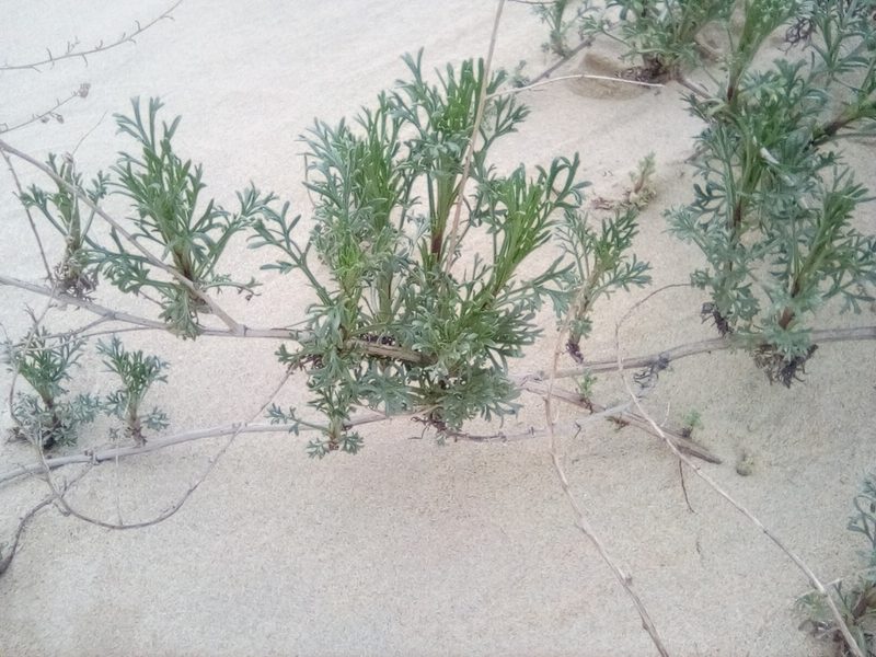 Artemisia arenaria, photographed by Михаил Орлов