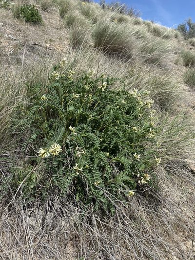 Astragalus adanus, photographed by Matt Berger