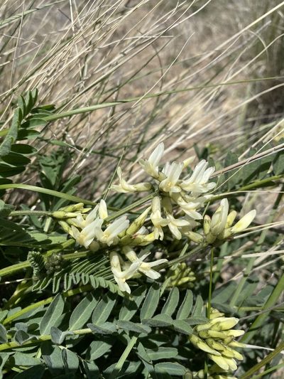 Astragalus adanus, photographed by Matt Berger