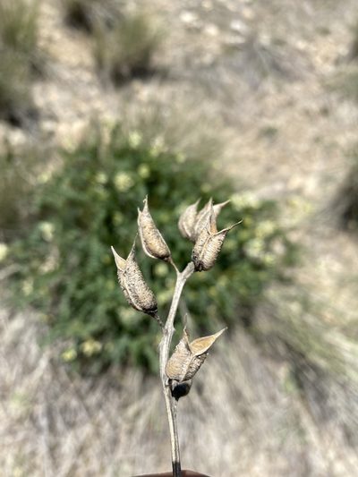 Astragalus adanus, photographed by Matt Berger