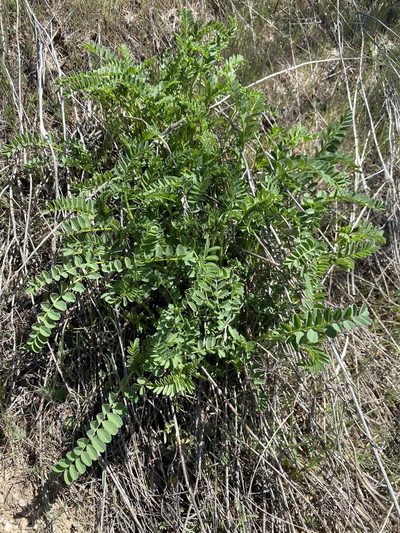 Astragalus adanus, photographed by Matt Berger