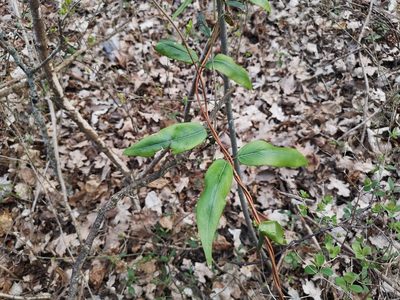 Lonicera acuminata, photographed by Jens-Christian Svenning