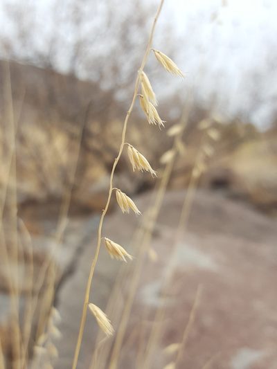 Bouteloua warnockii, photographed by Alex Abair