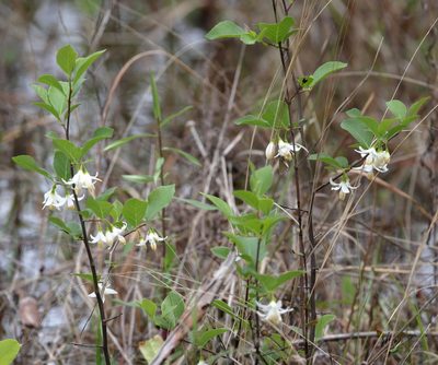 Styrax americanus, photographed by Lauren McLaurin