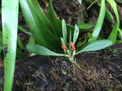 Specklinia tribuloides, photographed by Adriana García Ramírez