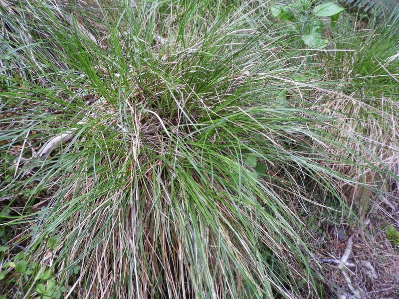 Carex potens, photographed by Santiago Martín-Bravo