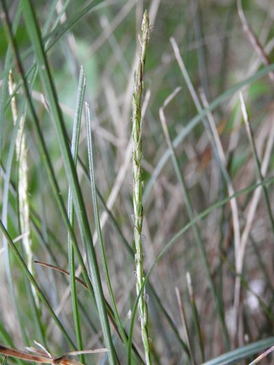 Carex potens, photographed by Santiago Martín-Bravo