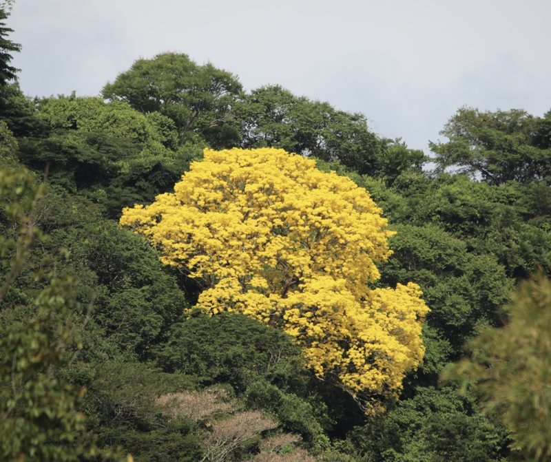 Handroanthus guayacan, photographed by Aitor