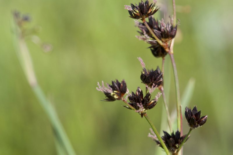 Juncus phaeocephalus, photographed by Dee Shea Himes
