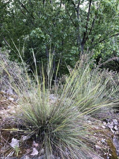 Stipa juncea, photographed by Naturalista