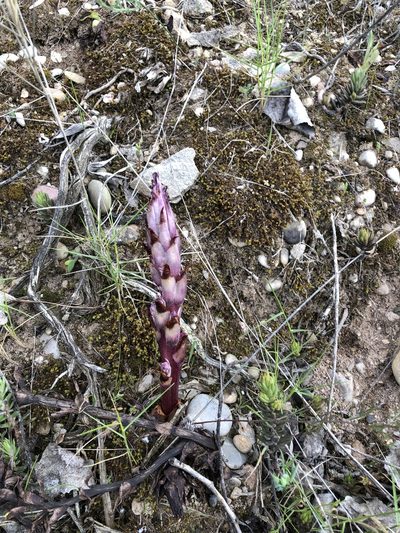 Orobanche latisquama, photographed by Naturalista