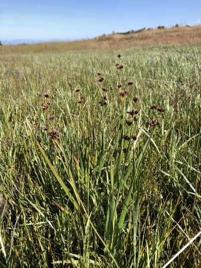 Juncus phaeocephalus, photographed by Dee Shea Himes