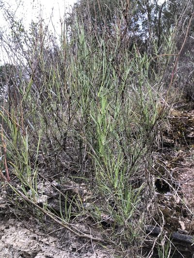 Bupleurum fruticescens, photographed by Naturalista