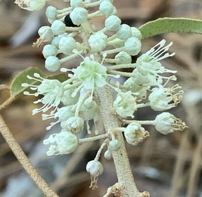 Croton argyranthemus, photographed by natalie