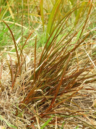 Carex punicea, photographed by Santiago Martín-Bravo