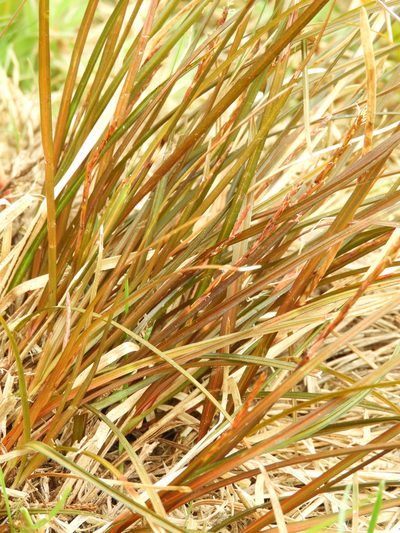Carex punicea, photographed by Santiago Martín-Bravo