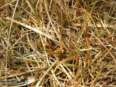Carex libera, photographed by Santiago Martín-Bravo