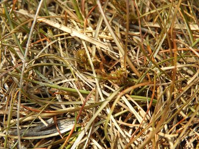 Carex libera, photographed by Santiago Martín-Bravo