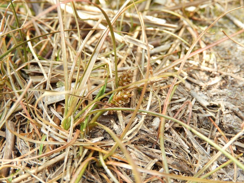 Carex libera, photographed by Santiago Martín-Bravo