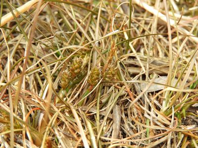 Carex libera, photographed by Santiago Martín-Bravo