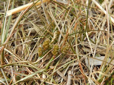 Carex libera, photographed by Santiago Martín-Bravo