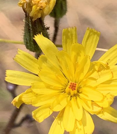 Hieracium megacephalon, photographed by natalie