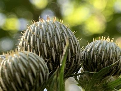 Cirsium nuttallii, photographed by natalie